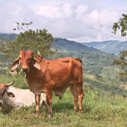 Our cows are grazing on the mountain that surrounds the Hacienda.